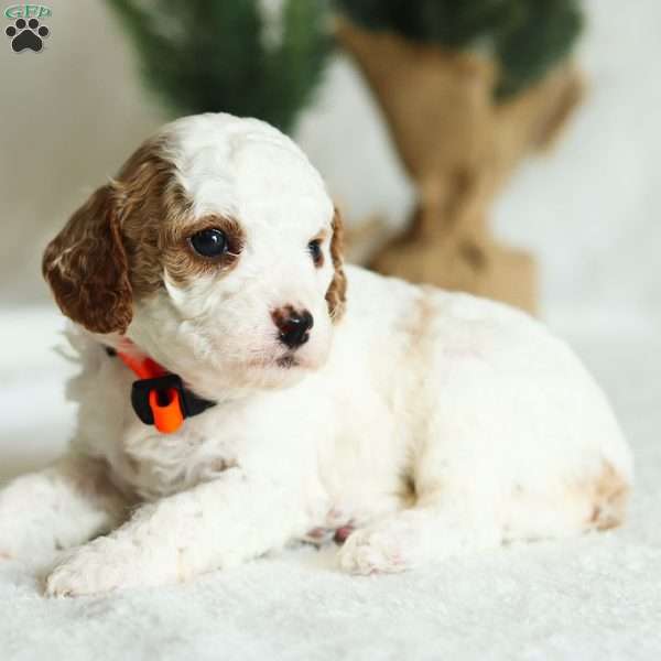 Dixie F1B, Cavapoo Puppy